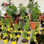 Coltivava 28 piante di marijuana nel cortile di casa, denunciato dai carabinieri