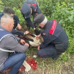 CANCELLO ED ARNONE – I Carabinieri Forestali salvano una cicogna bianca in difficoltà