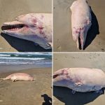 MONDRAGONE – Ritrovata carcassa di delfino – FOTO
