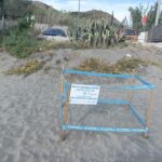 MONDRAGONE – La tartaruga Caretta Caretta sceglie la spiaggia dí Levagnole per il nido