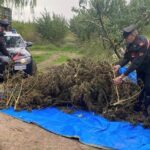 SESSA AURUNCA – Coltivano marijuana nel frutteto: 4 agricoltori arrestati